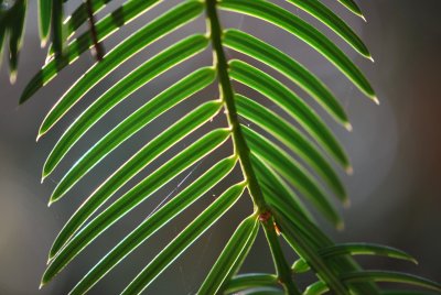 Torreya californica- toreja kalifornská - jehlice detail rub